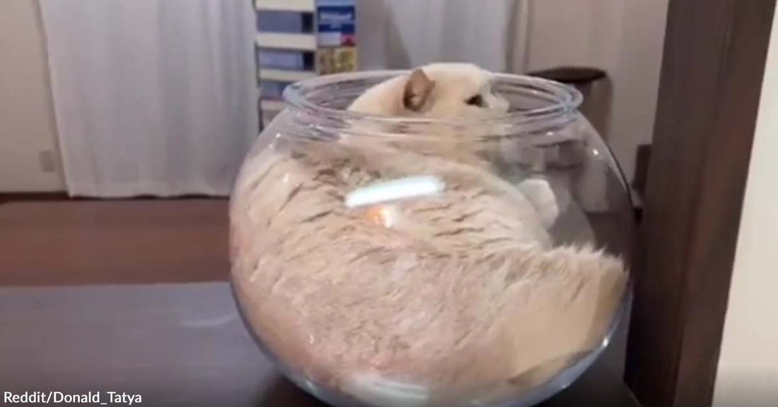 Another Cat Showcases Liquid Transformation as It Effortlessly Enters a Container