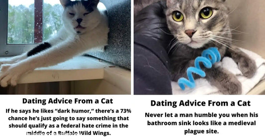 Side-by-side images of two cats with humorous “dating advice” captions beneath them.
