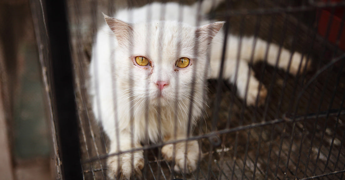 White cat with yellow eyes stands inside a wire cage and looks directly at the camera.