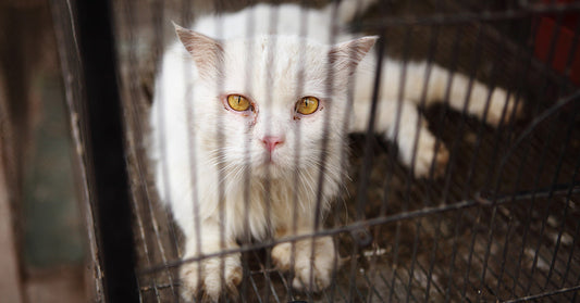 White cat with yellow eyes stands inside a wire cage and looks directly at the camera.
