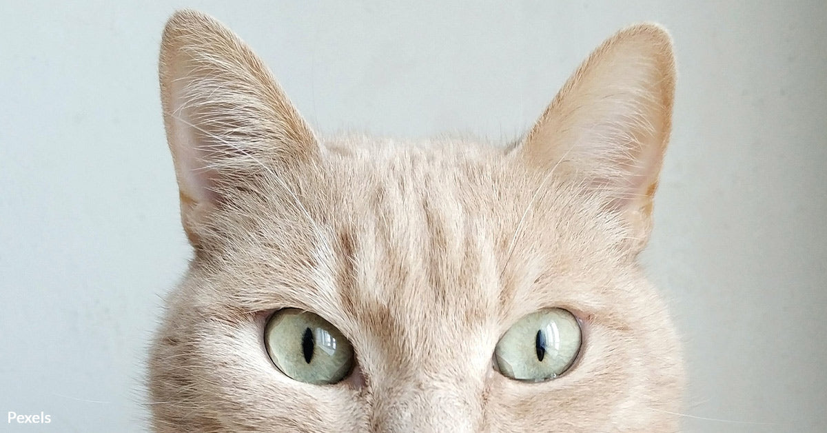 Friendly or Fierce? Now We Understand the 300 Different Expressions ...