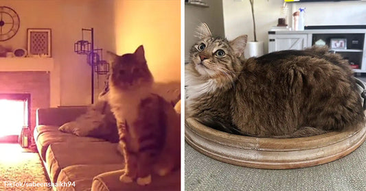 Split image of a cat standing on a couch near a lit fireplace and a long-haired tabby cat curled in a shallow bowl.