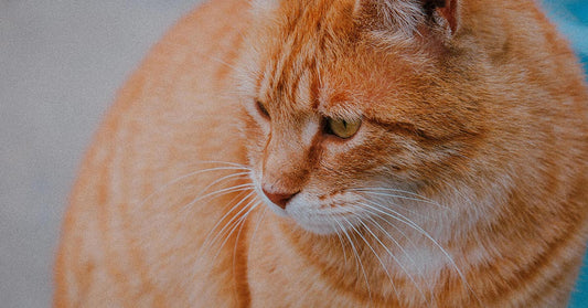 Close-up of an orange tabby cat with green eyes looking off to the side.