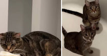 Split image showing one tabby cat resting with eyes partly closed on one side and two tabby cats standing together on the other.