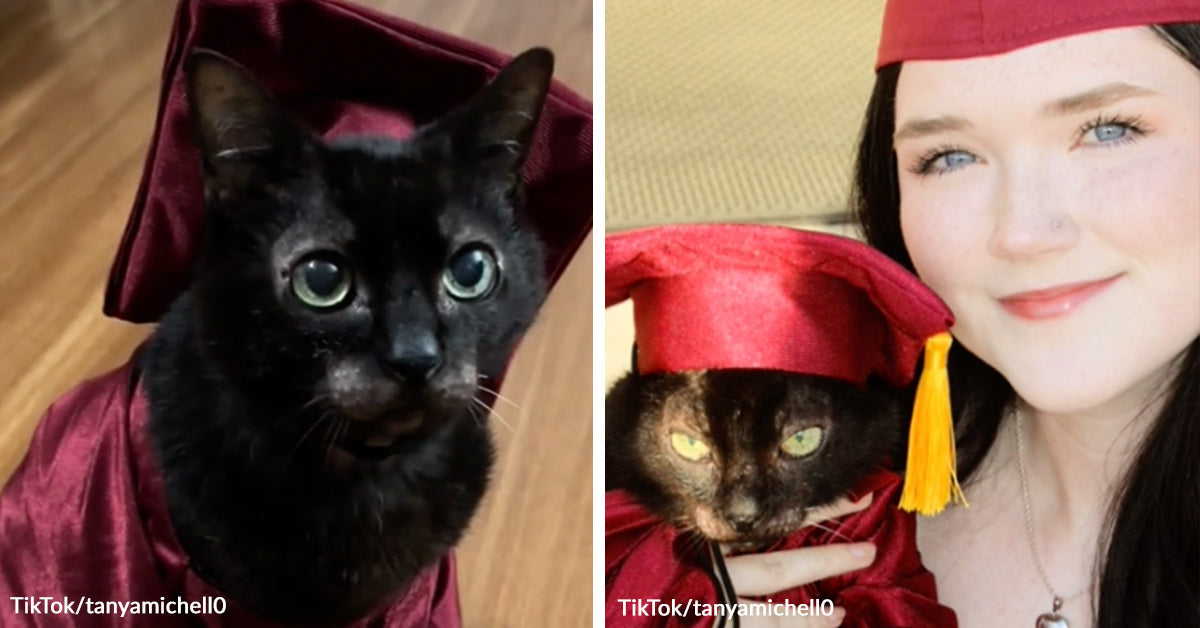 Beloved Cat Holds On For Commencement Day After Sister’s Tearful Promise Beloved Cat Holds On For Commencement Day After Sister’s Tearful Promise