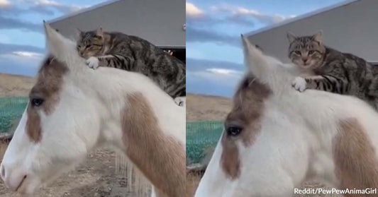 This Cat Having a Moment on Horseback will Surely Complete Your Day