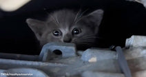 A small gray kitten peers out wide-eyed from inside a car engine compartment.
