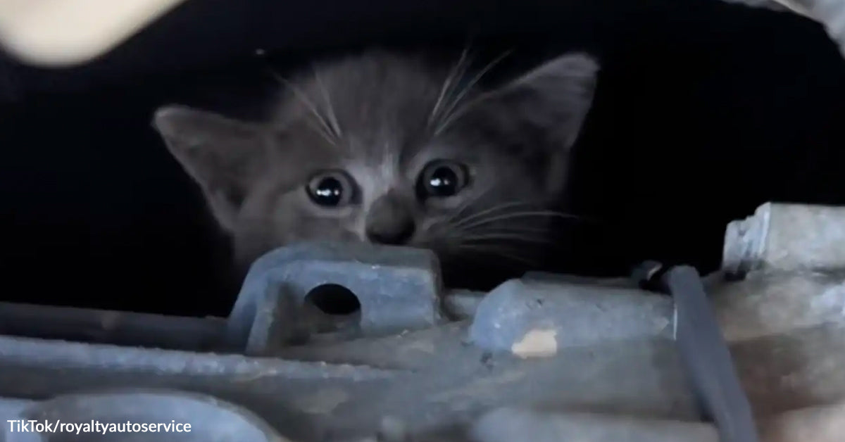Kitten Trapped Inside Mercedes Engine Rescued By Fast Considering Mechanic Kitten Trapped Inside Mercedes Engine Rescued By Fast Considering Mechanic