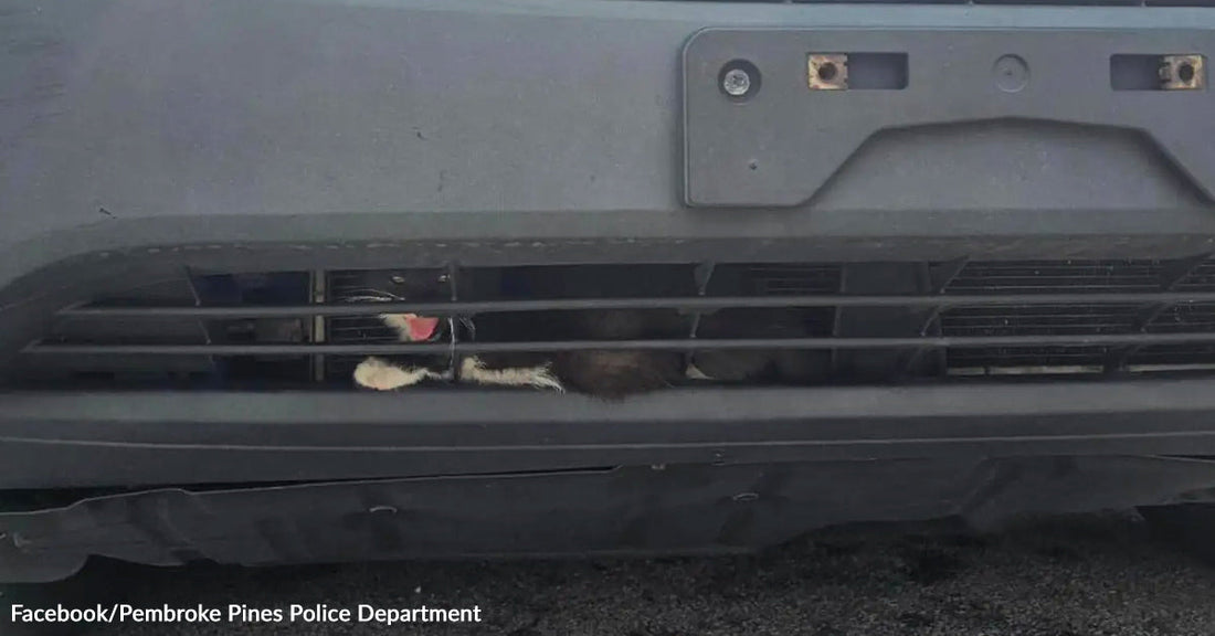 View of a vehicle's front bumper, above which, two small paws are sticking out.