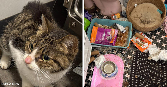 Split image showing a close-up of the cat and a messy, debris-filled living area with pet supplies.