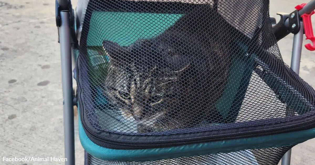 Good Samaritan Finds Cat Left In Stroller With Plea For Assist Good Samaritan Finds Cat Left In Stroller With Plea For Assist