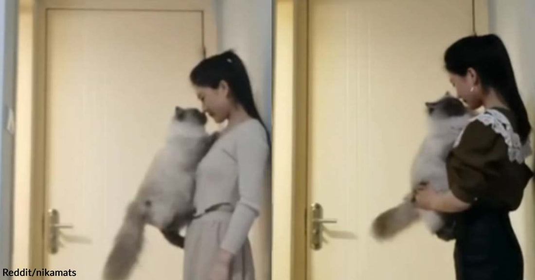 A Cat Faultlessly Jumps on Its Human Mom For a Hug and Amazes the Internet