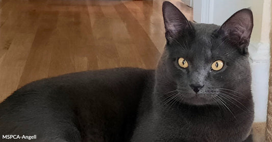 A black cat with yellow eyes lies on a wooden floor indoors, looking directly at the camera.