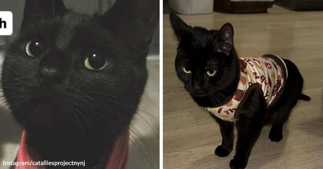 Split image of a black cat before and after recovery, with a close-up portrait on the left and the cat standing indoors in a patterned recovery shirt on the right.