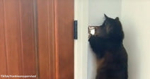 Close-up of a fluffy black cat stretching up to paw at a mail slot in a wall.