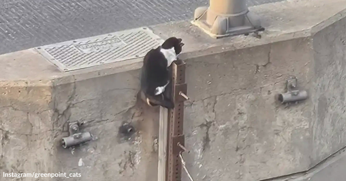 Crowd Bands Collectively To Save Kitten Trapped 50 Ft Above Site visitors Crowd Bands Collectively To Save Kitten Trapped 50 Ft Above Site visitors