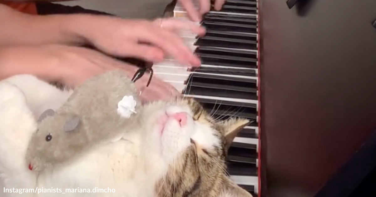 Music Obsessed Cat Rushes To The Piano And Refuses To Miss A Single ...