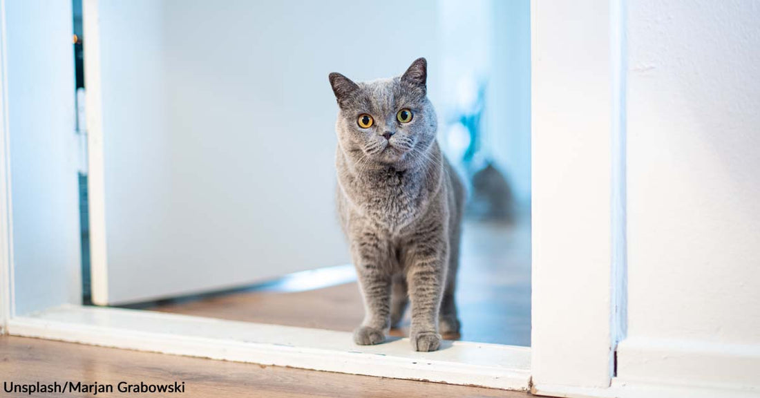 The Best and Quickest Ways to Get Your Cat Out of The Room