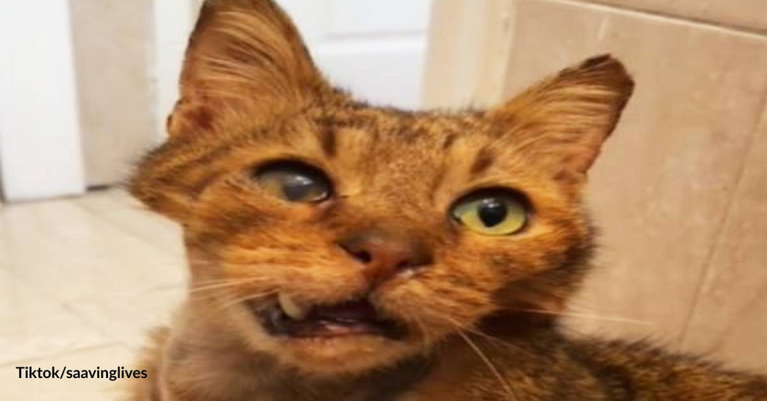 Stray Cat with Broken Jaw and Inflamed Eye Rescued by Caring Humans