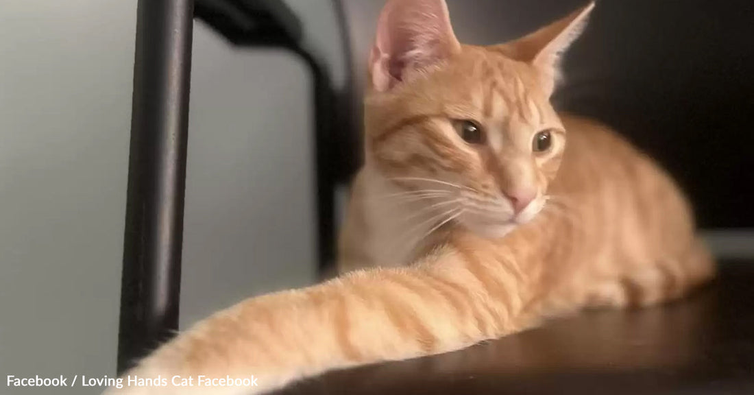 A relaxed orange cat lying on a dark surface, gazing thoughtfully to the side.