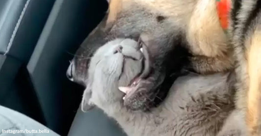 A gray cat and a brown dog cuddle closely in a car seat.