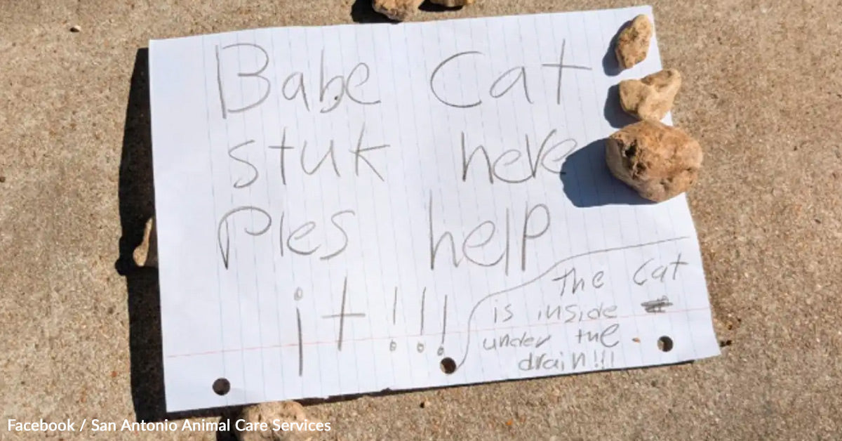 Notice From Youngsters Leads Rescuer To Kitten Crying Underground