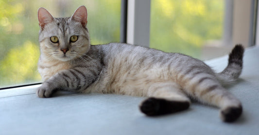 A light-colored cat reclines on a windowsill, stretched out and looking toward the viewer.