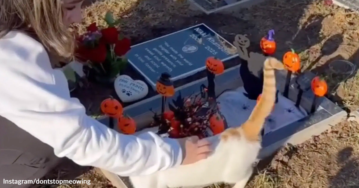 Mourning Household Visiting Cat’s Grave Finds Consolation From Surprising Feline Customer Mourning Household Visiting Cat’s Grave Finds Consolation From Surprising Feline Customer
