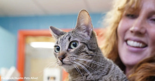 Gray tabby cat being held by a smiling person indoors, with the cat looking alertly off to the side.