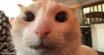 Extreme close-up of a white cat’s face with large, round eyes looking directly at the camera indoors.