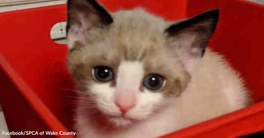 Close-up of a kitten with unusual eye appearance sitting inside a red container.