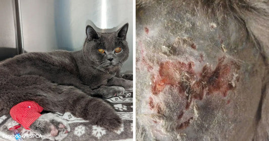 Gray cat with orange eyes rests on a blanket with a bandaged paw, beside a close-up of irritated, wounded skin.