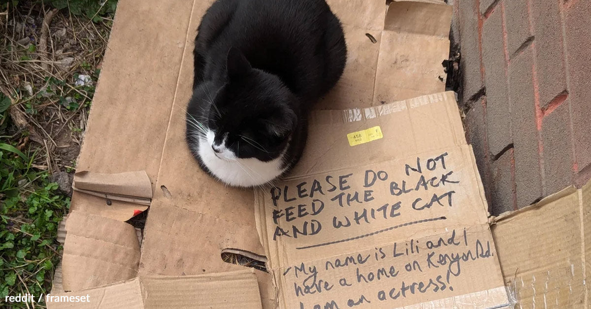 Pleasant Cat Methods Consumers Into Feeding Her Till A Be aware Reveals All