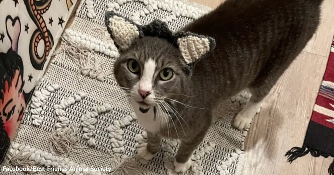 Gray-and-white cat standing on a patterned rug wears a crocheted headband with small cat ears.