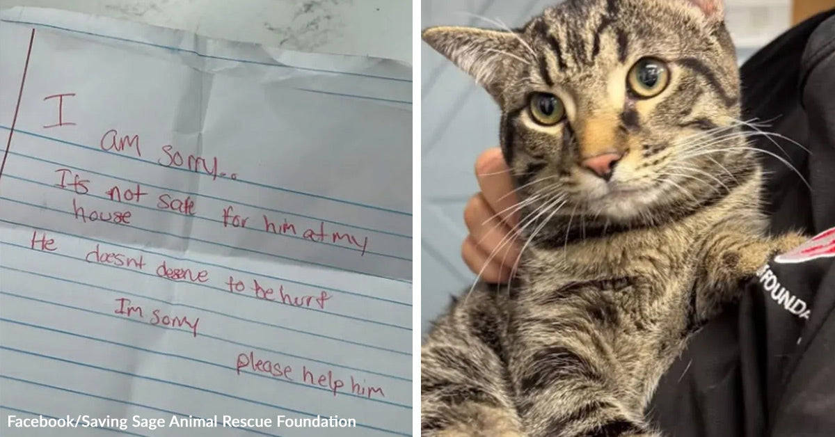 Cat Left Outside A Shelter With A Devastating Note Finally Gets The ...