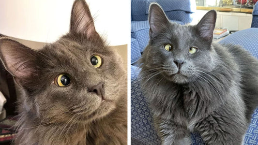 Cross-Eyed Rescue Cat Raises Money For Other Shelter Animals