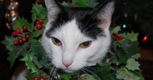 Newly-Adopted Family Cat Spends Years 'Biting' Her Human Sibling