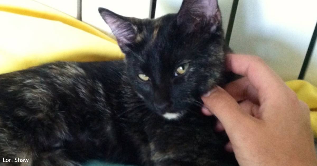 Ooglecat Rescue Rescue Cat with Robotic Demeanor Charms Her Forever Family | The Animal ...
