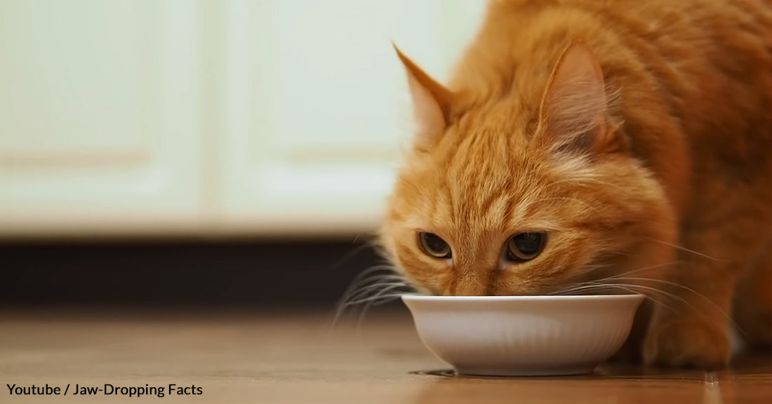 Milk Is Unhealthy And Unnecessary For Your Cat