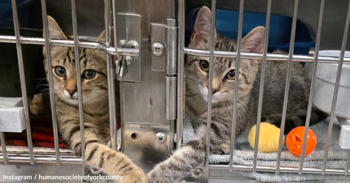 Shelter Kittens Present Off Their Lovable Bond By Holding Paws