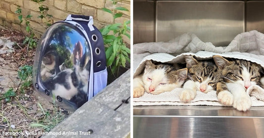Cat inside a clear-front pet backpack carrier placed outdoors near a wall. Two kittens lying under a blanket inside a metal enclosure, appearing tired or resting.