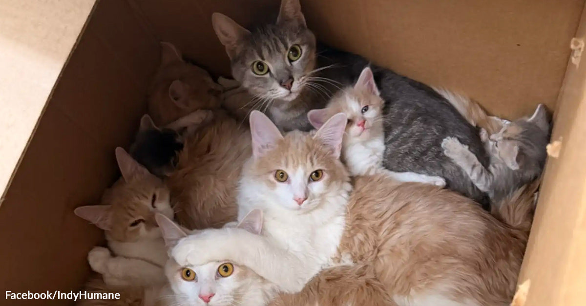 Lady Opens Field By Dumpster And Finds 10 Cats Inside Lady Opens Field By Dumpster And Finds 10 Cats Inside