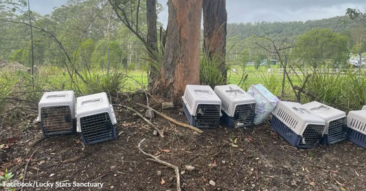 Row of pet carriers placed on the ground under trees.