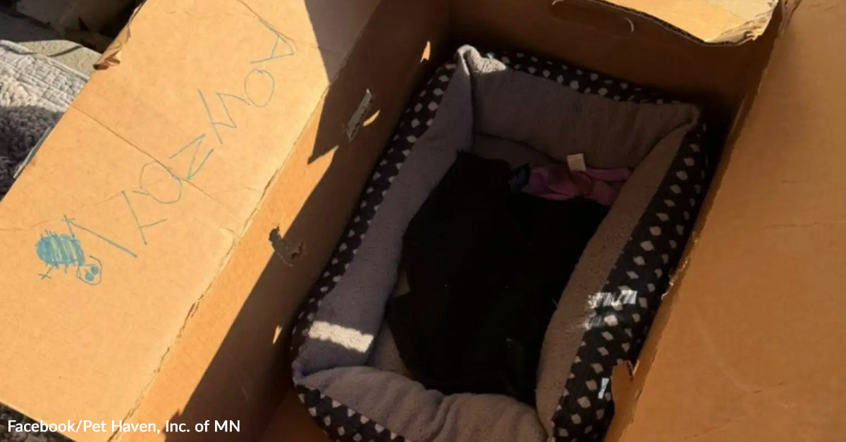 Cat Rescue Box Shelter Staff Find A Cat’s Heartbreaking Goodbye In A Cardboard Box By ...
