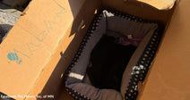 Black cat rests inside a small pet bed placed in a cardboard box under bright sunlight.
