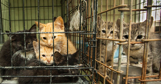 Several kittens of different colors crowded together inside metal cages