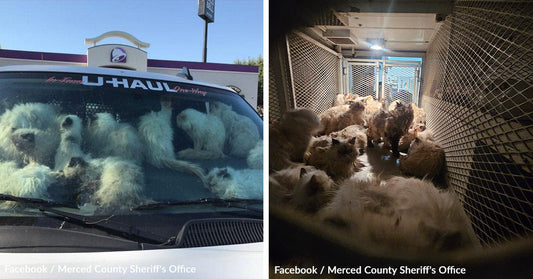 134 Cats Trapped Without Food or Water in U-Haul on Scorching Summer Day