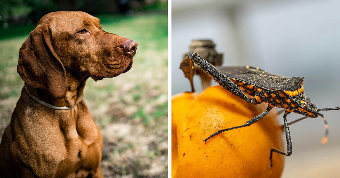 Side-by-side image showing a brown dog sitting alertly outdoors on the left, and a close-up of a large black-and-orange insect perched on a yellow fruit on the right.