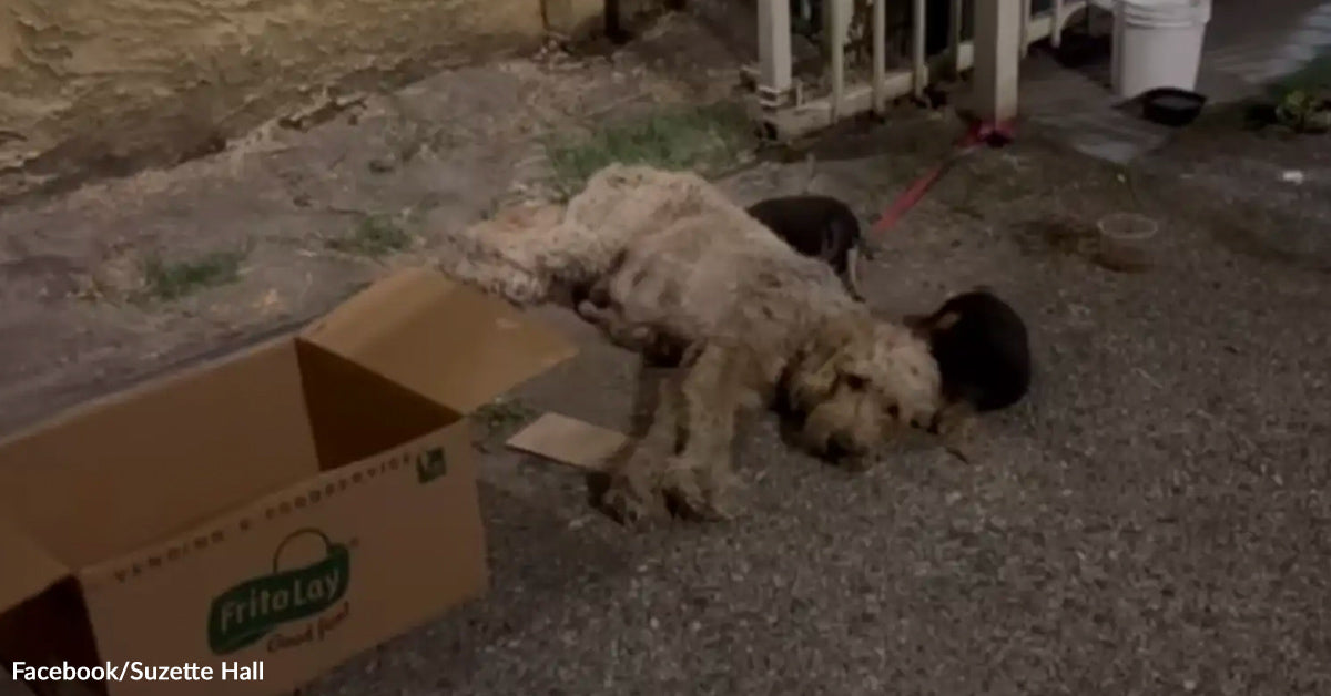 Chained Mama Canine Discovered Defending Puppies Left Behind In Cardboard Field Chained Mama Canine Discovered Defending Puppies Left Behind In Cardboard Field