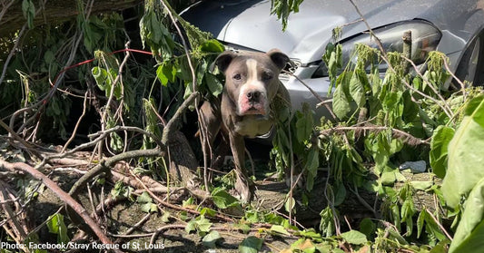 Chained Dog Found Trapped Under Trees After Tornado Tears Through St. Louis